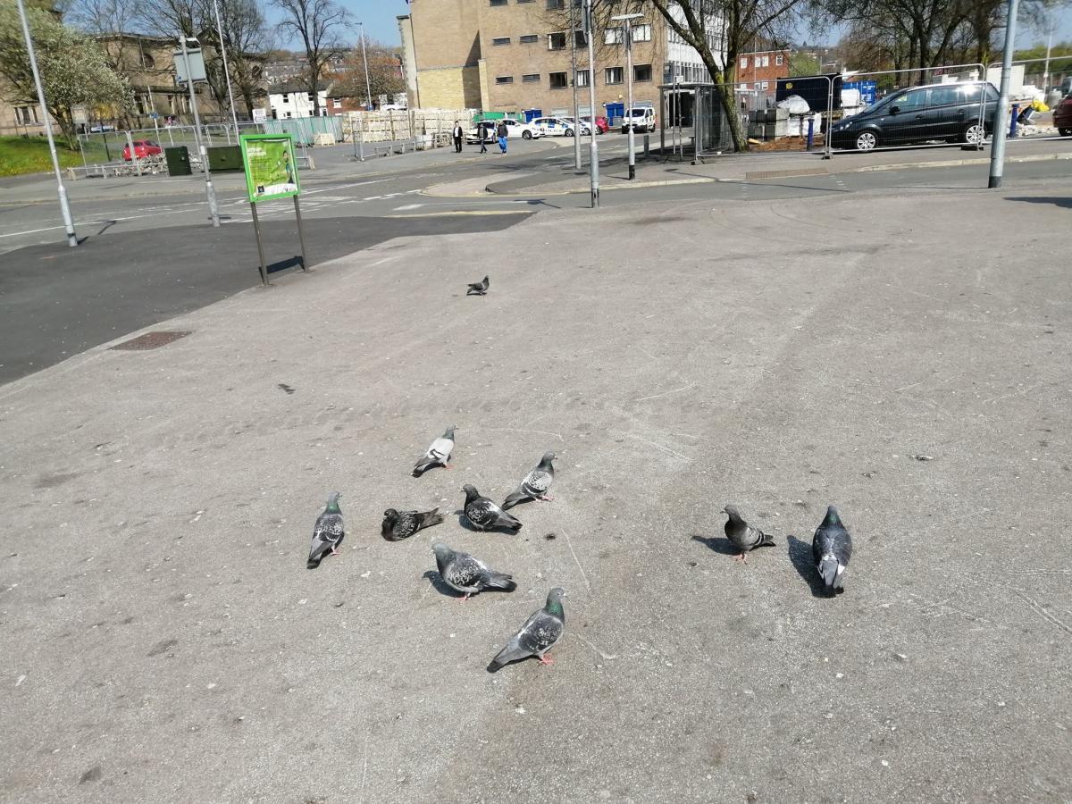 Council Urges People To Stop Feeding Pigeons In Blackburn Chorley Citizen